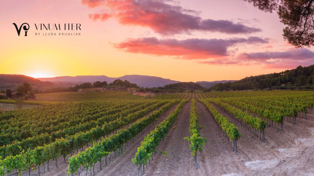 Penedès Vineyards