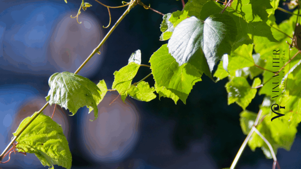 Winery Tour from Barcelona